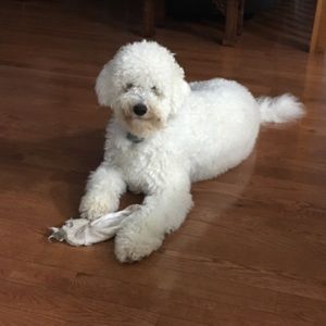 Meet your Posher, Pam